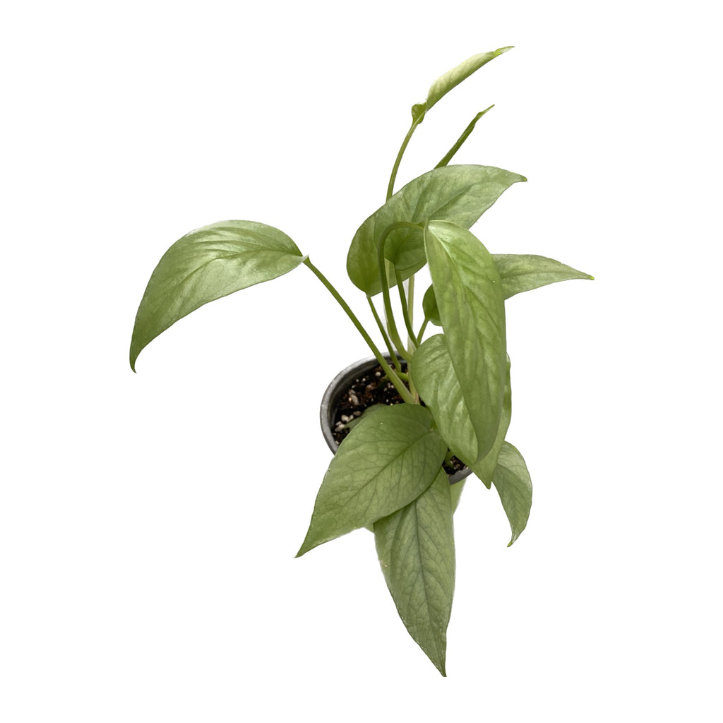 Epipremnum pinnatum ‘Cebu Blue' (feuilles bleu argenté) D8 2pp