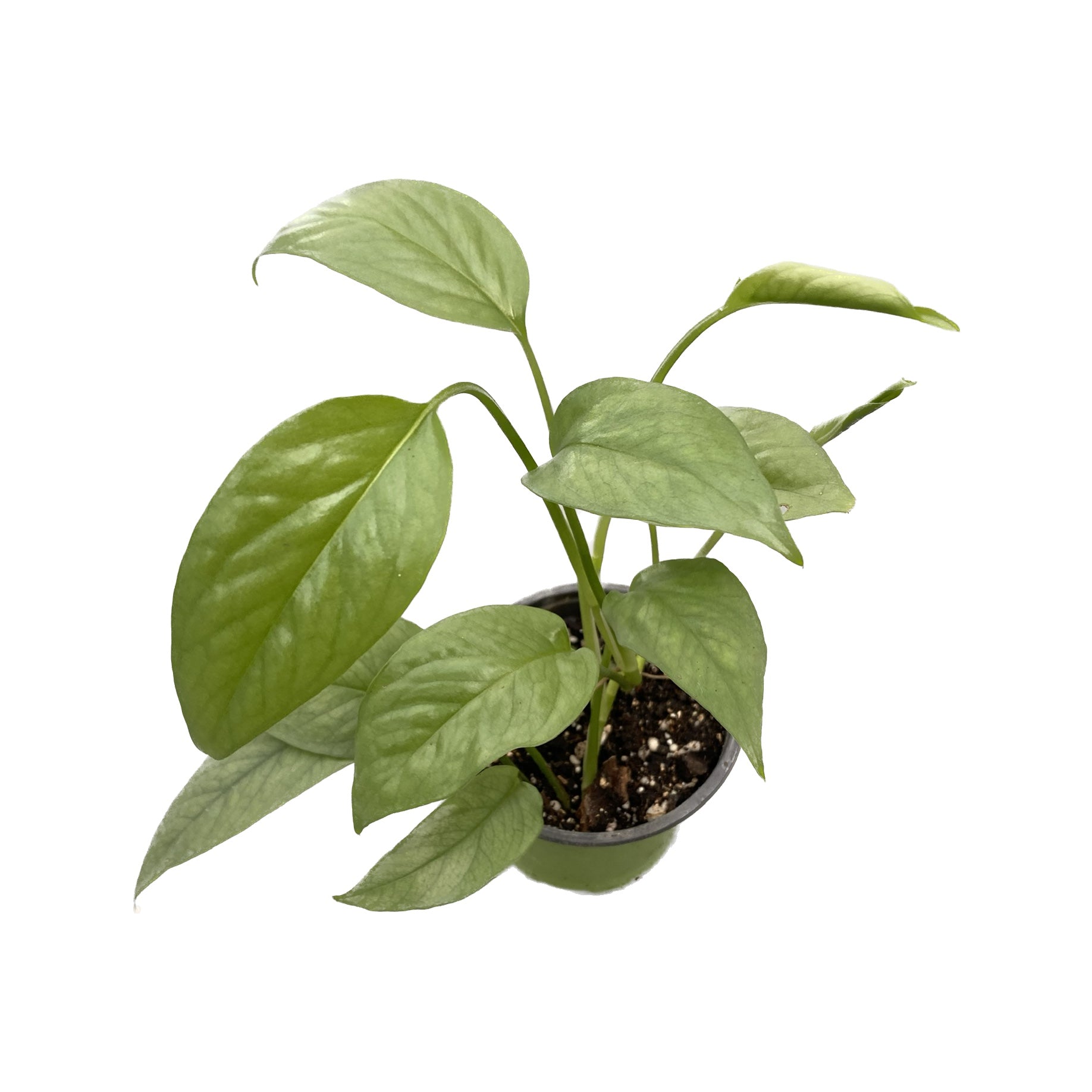 Epipremnum pinnatum ‘Cebu Blue' (silver-blue leaves) D8 2pp