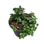 Lonicera crassifolia 'Little Honey' (Evergreen) - Caprifoi tarator