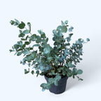 Eucalipt - Eucalyptus gunnii D16