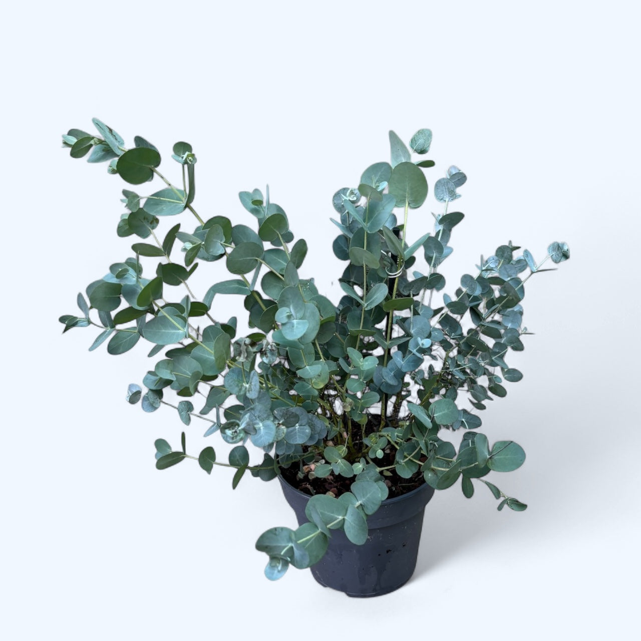 Eucalipt - Eucalyptus gunnii D16