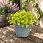 Zlaté oregano – Origanum vulgare ‚Aureus‘ (zlaté oregano)