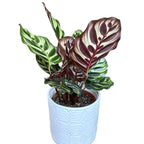 Calathea makoyana – pavja rastlina z osupljivim poslikanim listjem