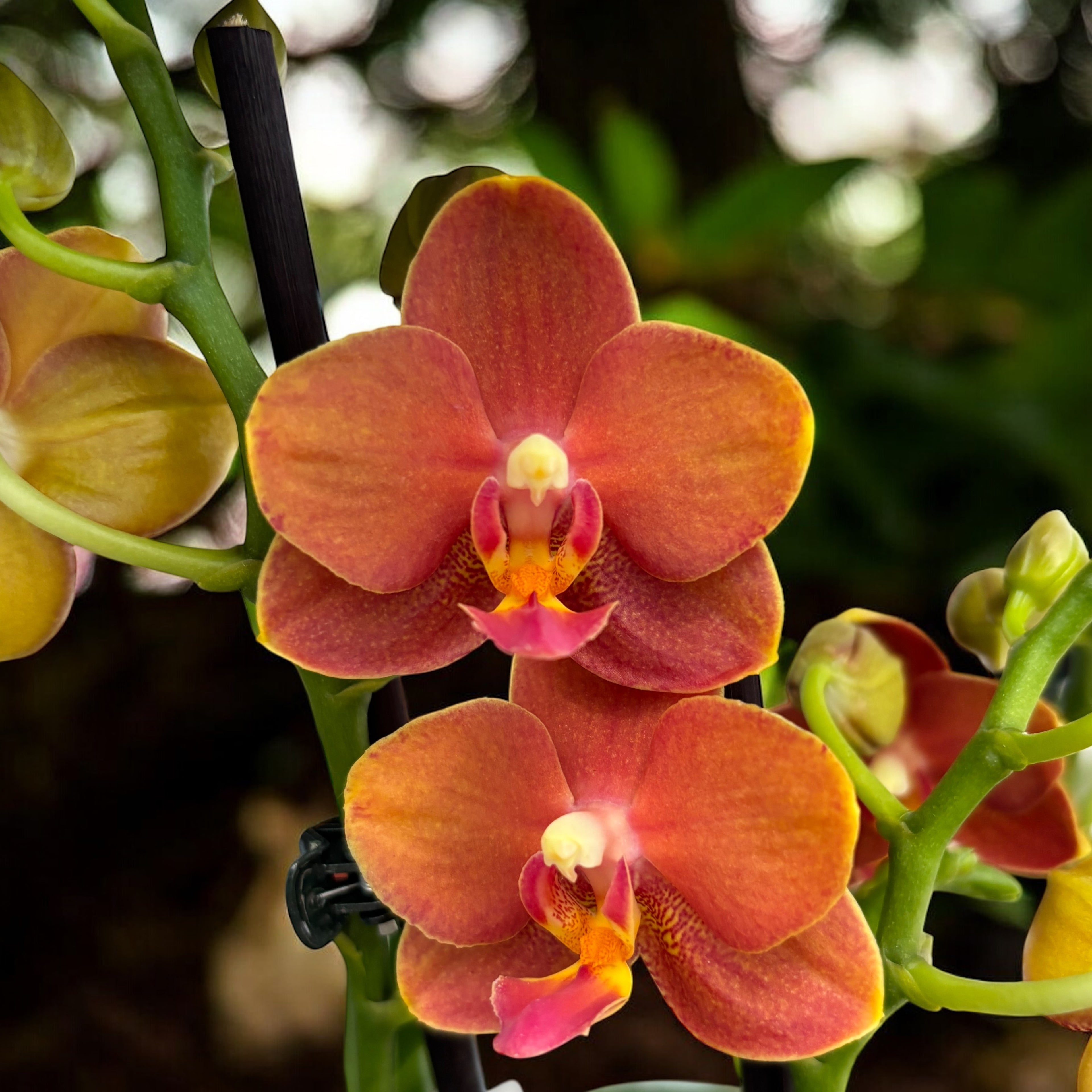 Phalaenopsis Yaphon Parfum Rouge - fleurs intensément parfumées