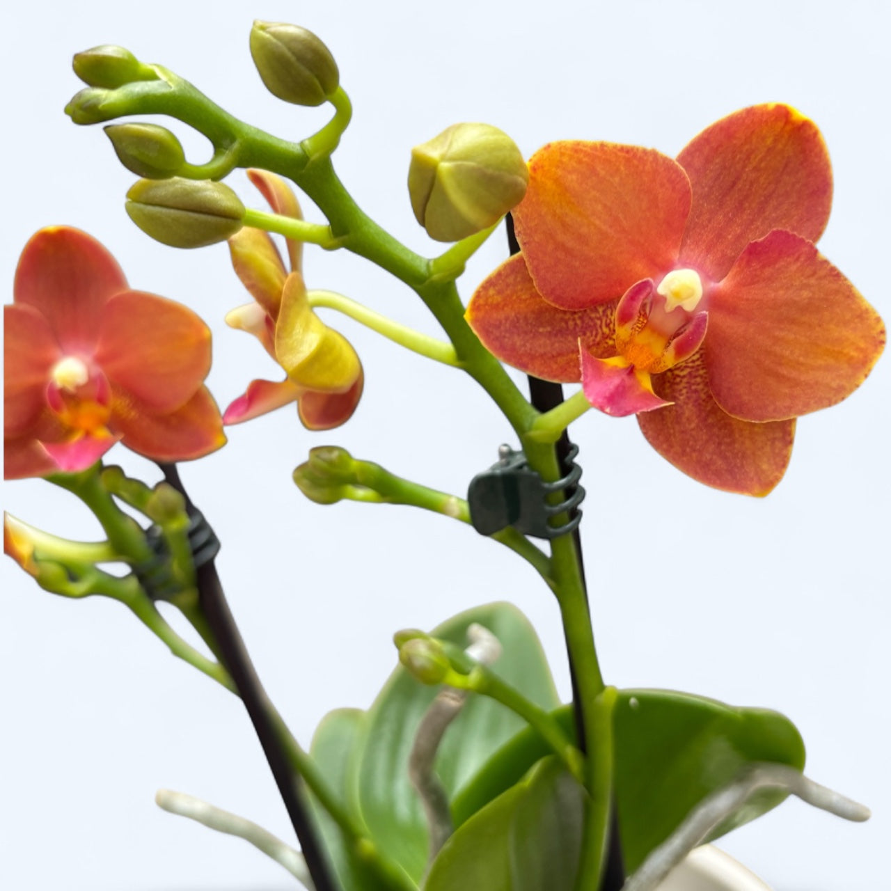 Phalaenopsis Yaphon Parfum Rouge - fleurs intensément parfumées