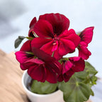 Pelargonium peltatum ‘Royal Night’ - muscate curgatoare cu flori duble