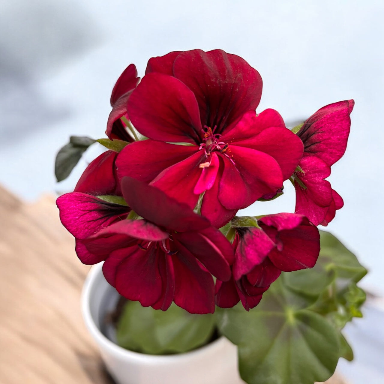 Pelargonium peltatum ‘Royal Night’ - muscate curgatoare cu flori duble
