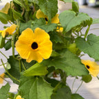 Thunbergia alata 'Yellow Dark Eye' (Suzana cu ochi negri)