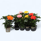 Hibiscus rosa-sinensis mix (Japanese rose with single flower) 1-2 plants/pot
