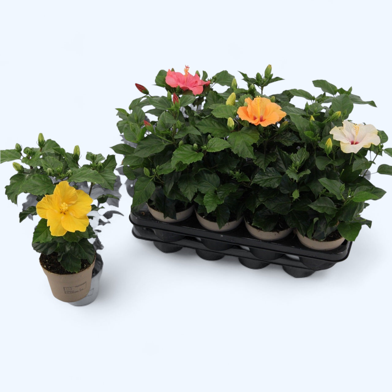 Hibiscus rosa-sinensis mix (Egyszerű virágú japán rózsa) 1-2 növény/cserép