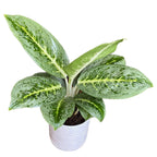 Aglaonema 'Lemont Mint'