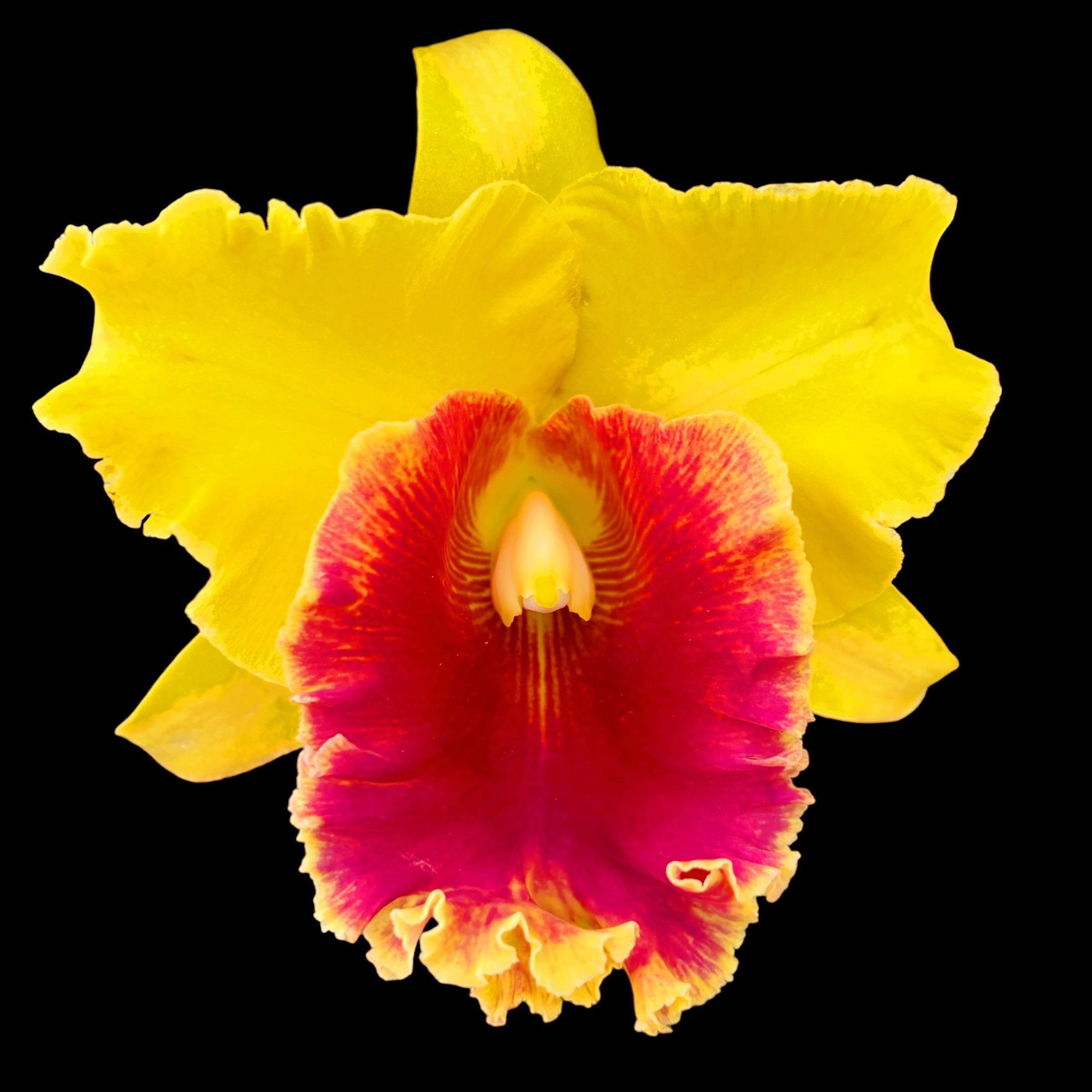 Rlc. Chomthong Fancy 'Fireball' - fragrant