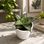 Sansevieria ’Ehrendel’