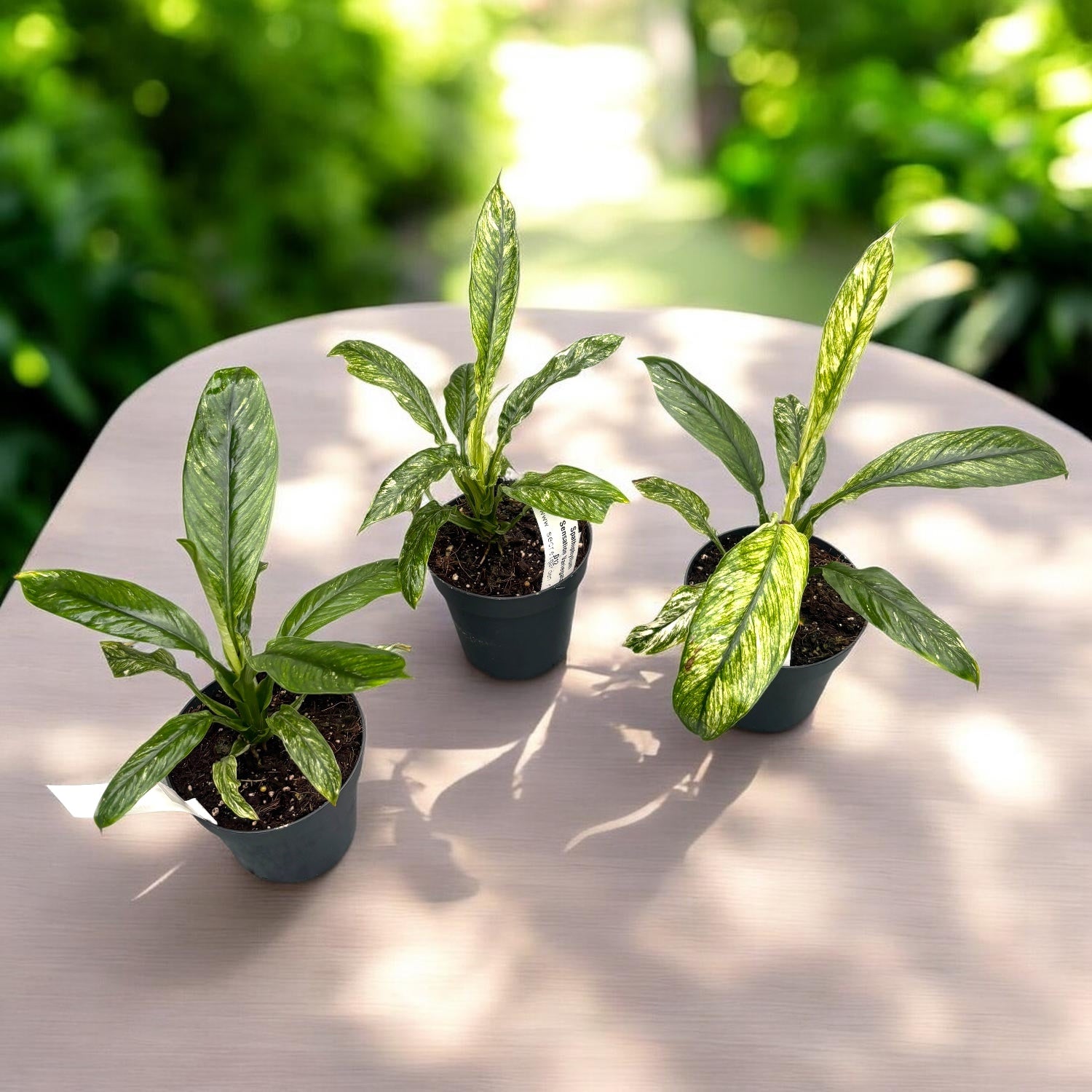 Spathiphyllum Sensation Variegata - crinul pacii variegat, planta de colectie