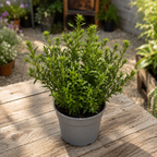 Aster dumosus (Grp) ‘Alpha Dark Purple’ - patuljasti aster s bogatim cvatnjom