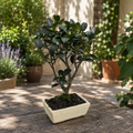 Bonsai Camellia sasanqua – autumn camellia in bonsai form
