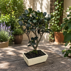 Bonsai Camellia sasanqua – autumn camellia in bonsai form