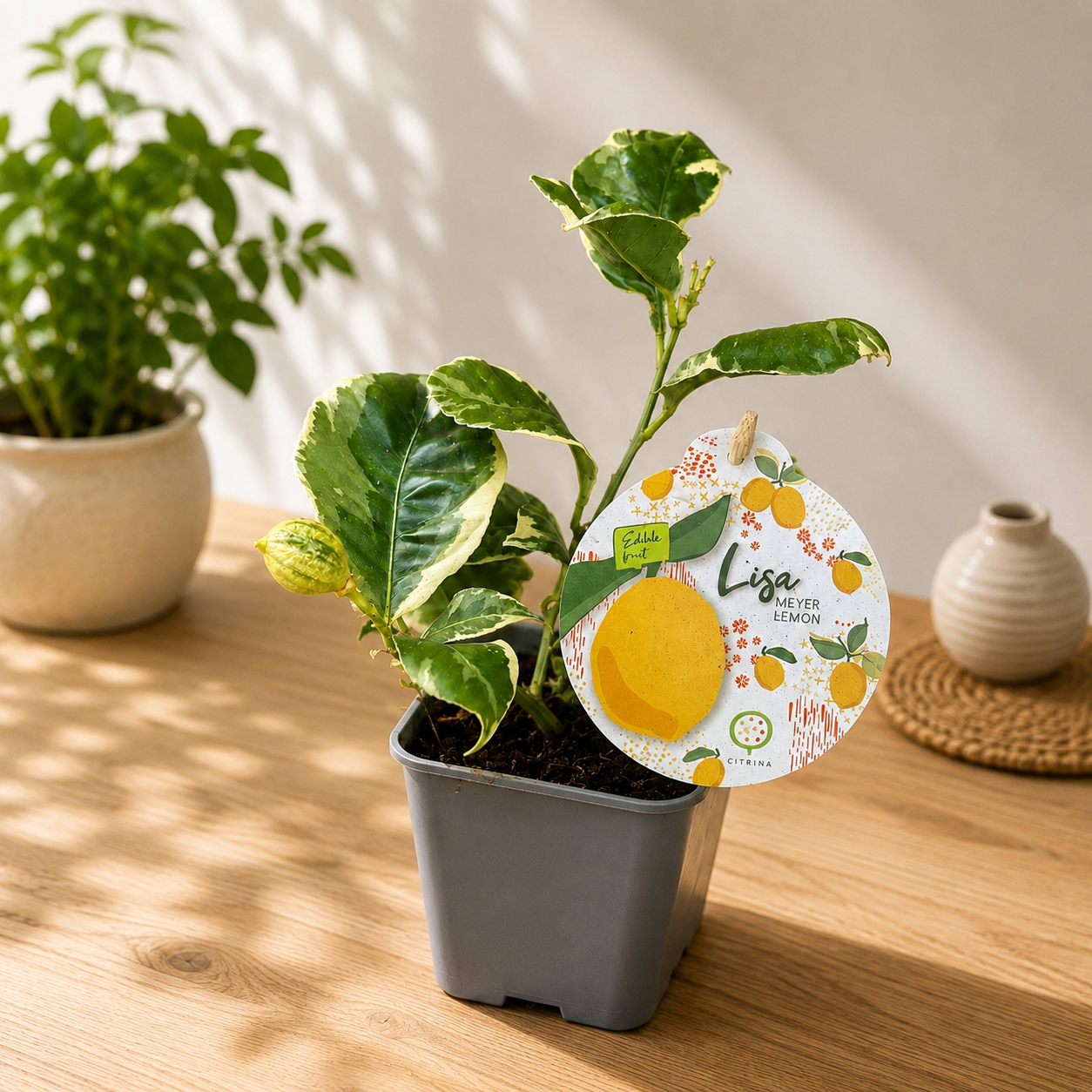 Lamai Meyer mit buntlaubigen Blättern und Früchten - Citrus 'Meyer Variegata'