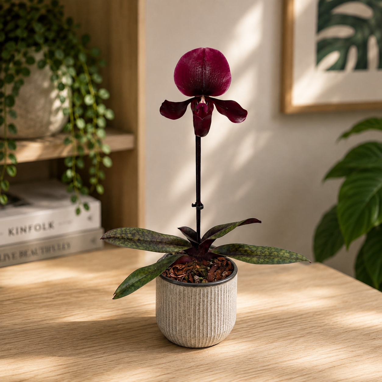 Paphiopedilum maudiae 'Black Jack'