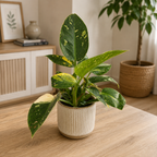 Philodendron Green Congo Variegata XL
