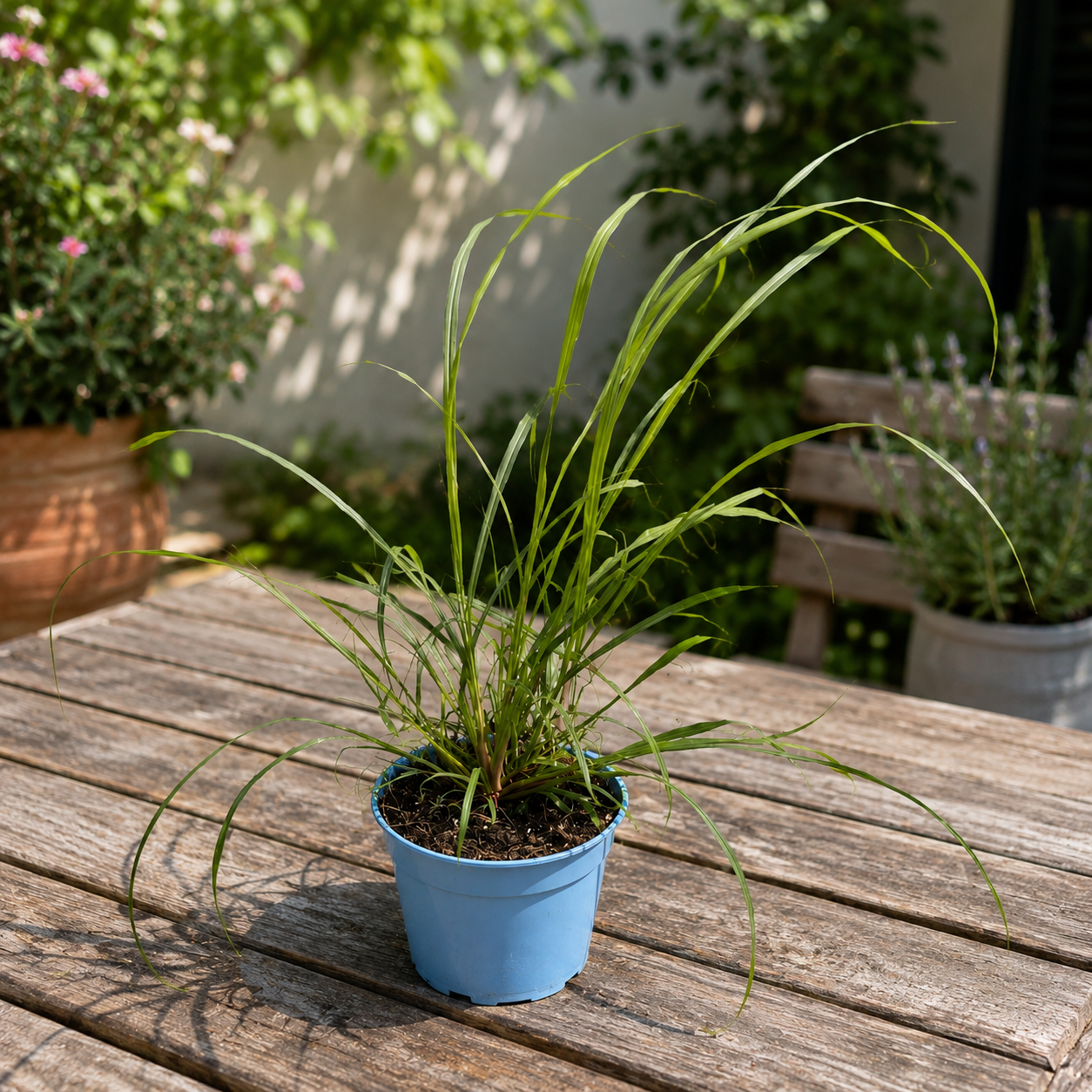 Lemongrass - Cymbopogon citratus
