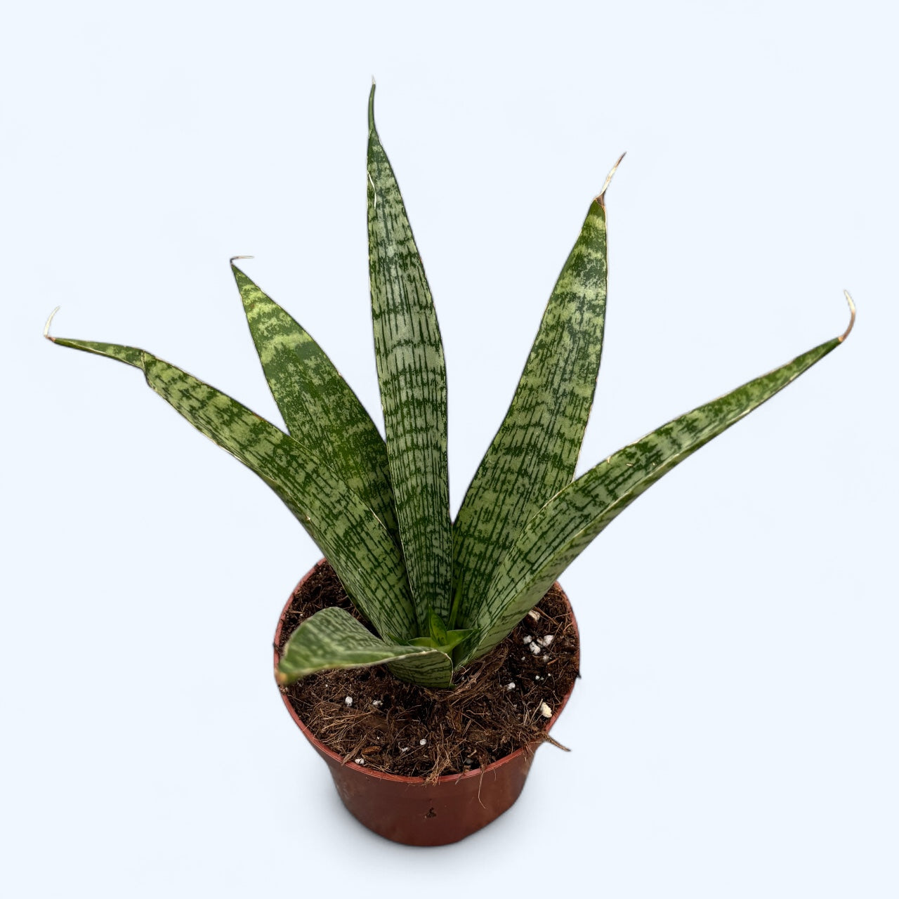 Sansevieria ‘Everest’