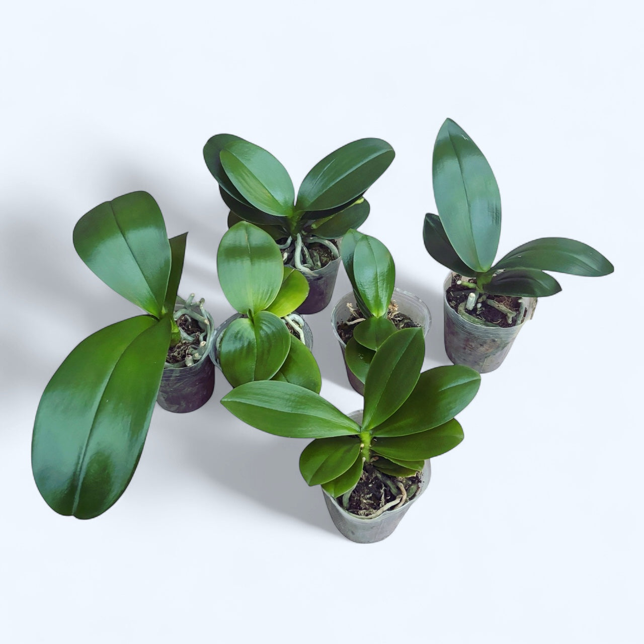 Phalaenopsis mix (Taiwan) - set of 4 different pieces