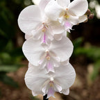 Phalaenopsis Manta Mindoro nagy ajkú