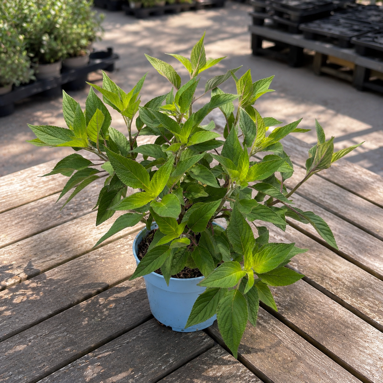 Pineapple-scented sage - Salvia rutilans