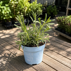 Lavandula x intermedia 'Grosso' – Lavandin Grosso / Lavendel für ätherisches Öl
