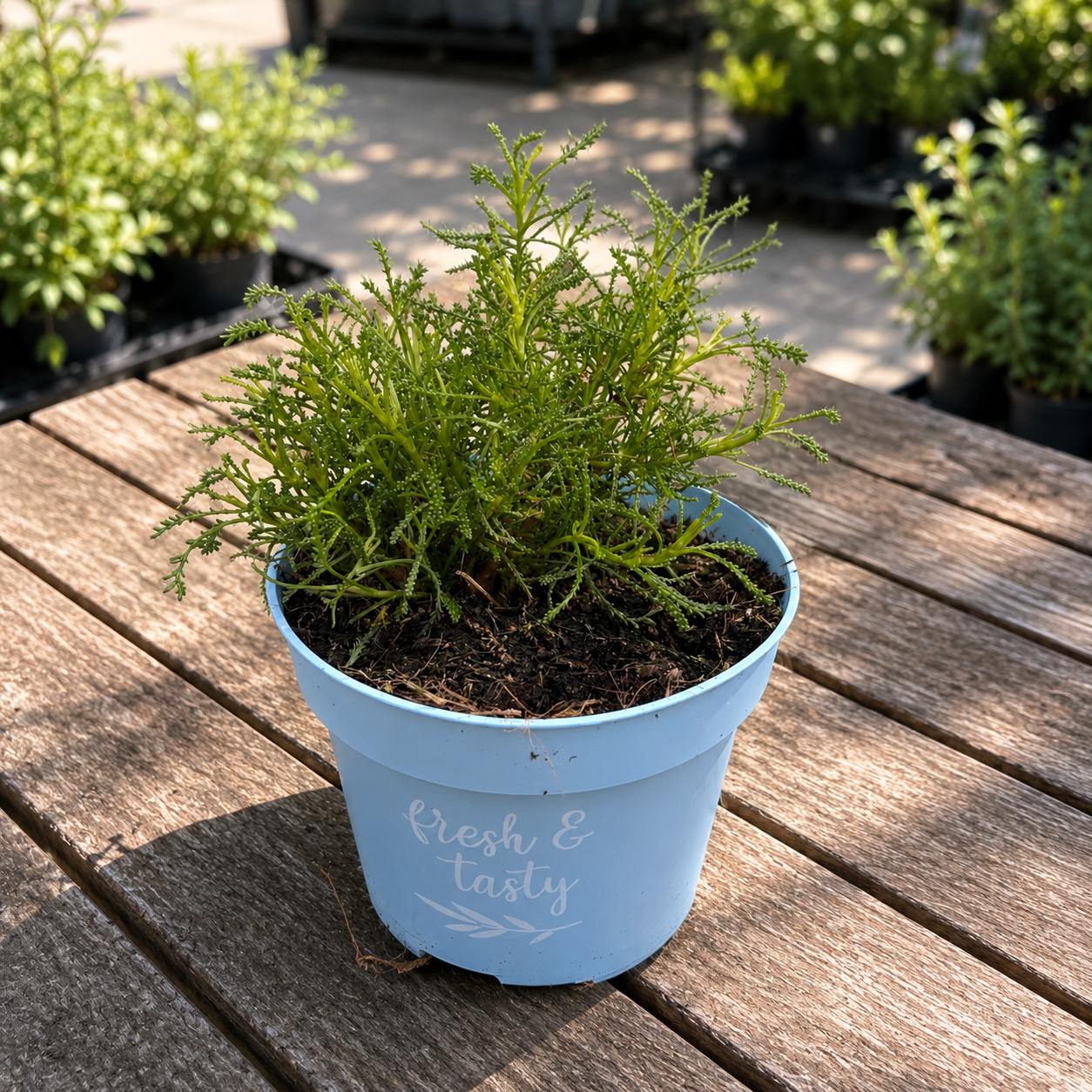 Artemisia abrotanum (Herrnholz, Coca-Cola-Pflanze) – Essbare Aromapflanze