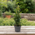 Kaliforniai orgona - Ceanothus thyrsiflorus var. repens (örökzöld)