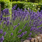Lavandula x intermedia 'Grosso' – Lavandin Grosso / Lavendel für ätherisches Öl