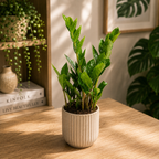 Zamioculcas zamiifolia – Zanzibar Gem (Pianta dei soldi)