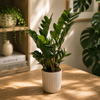 Zamioculcas zamiifolia – Zanzibar Gem (Pianta dei soldi)