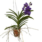 Vanda Tayanee Blue (Ansu)