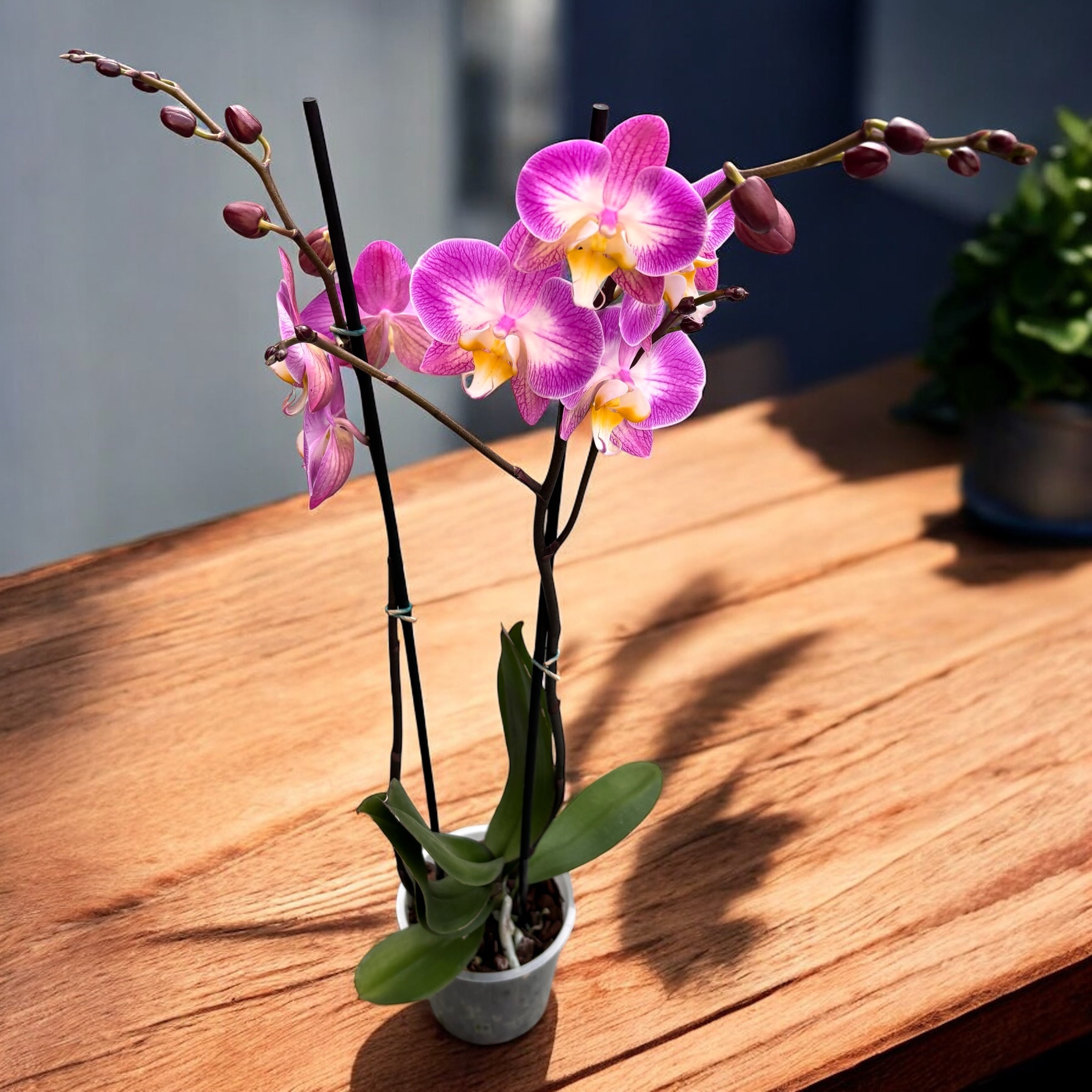 Phalaenopsis « Split »