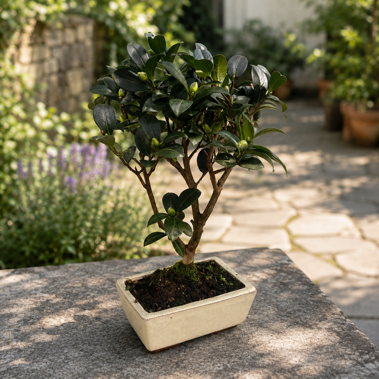 Bonsai Camellia sasanqua – autumn camellia in bonsai form