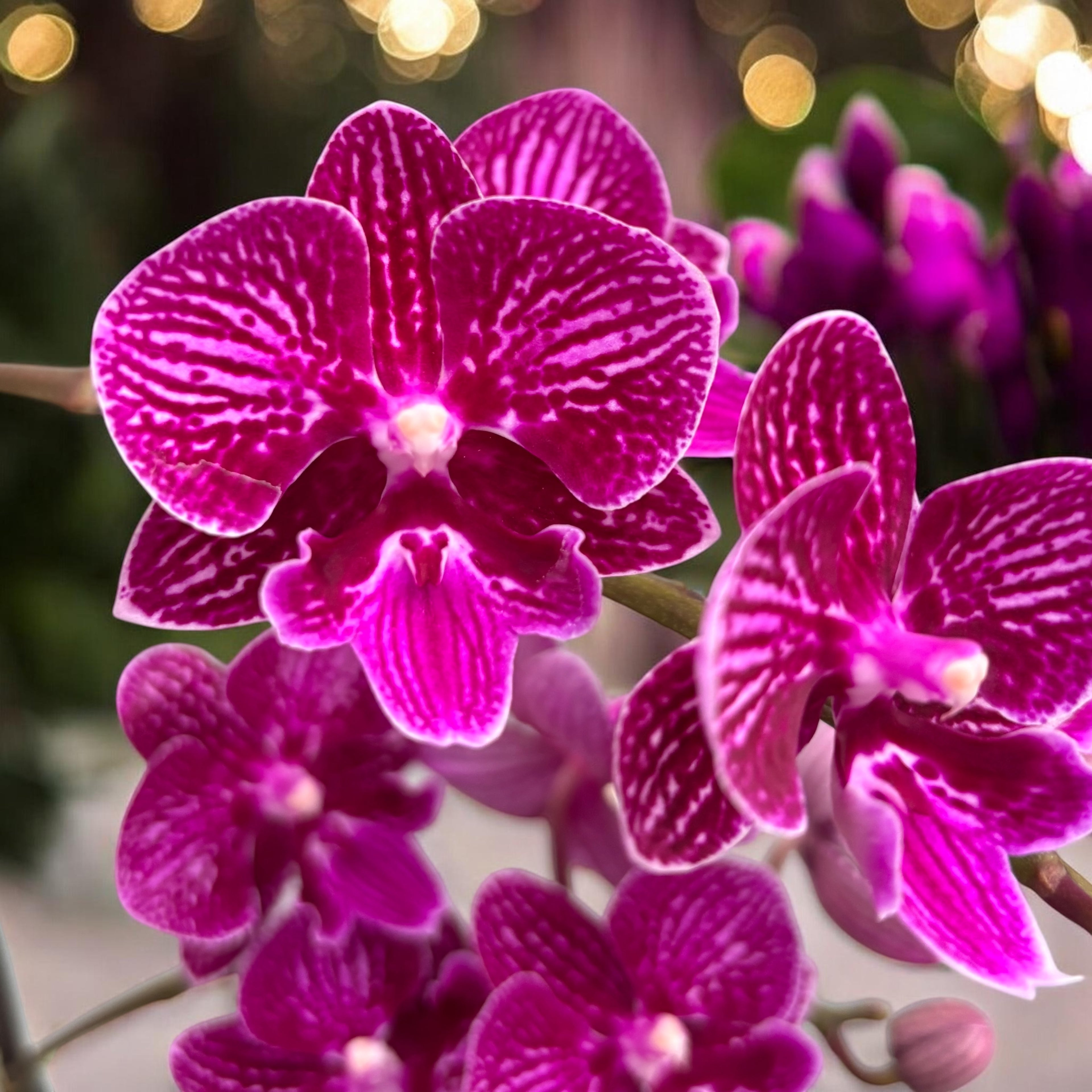 Phalaenopsis Special Purple big lip