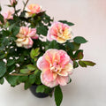 Rosa ‘Gosia’ - trandafir pitic bicolor, flori roz si crem