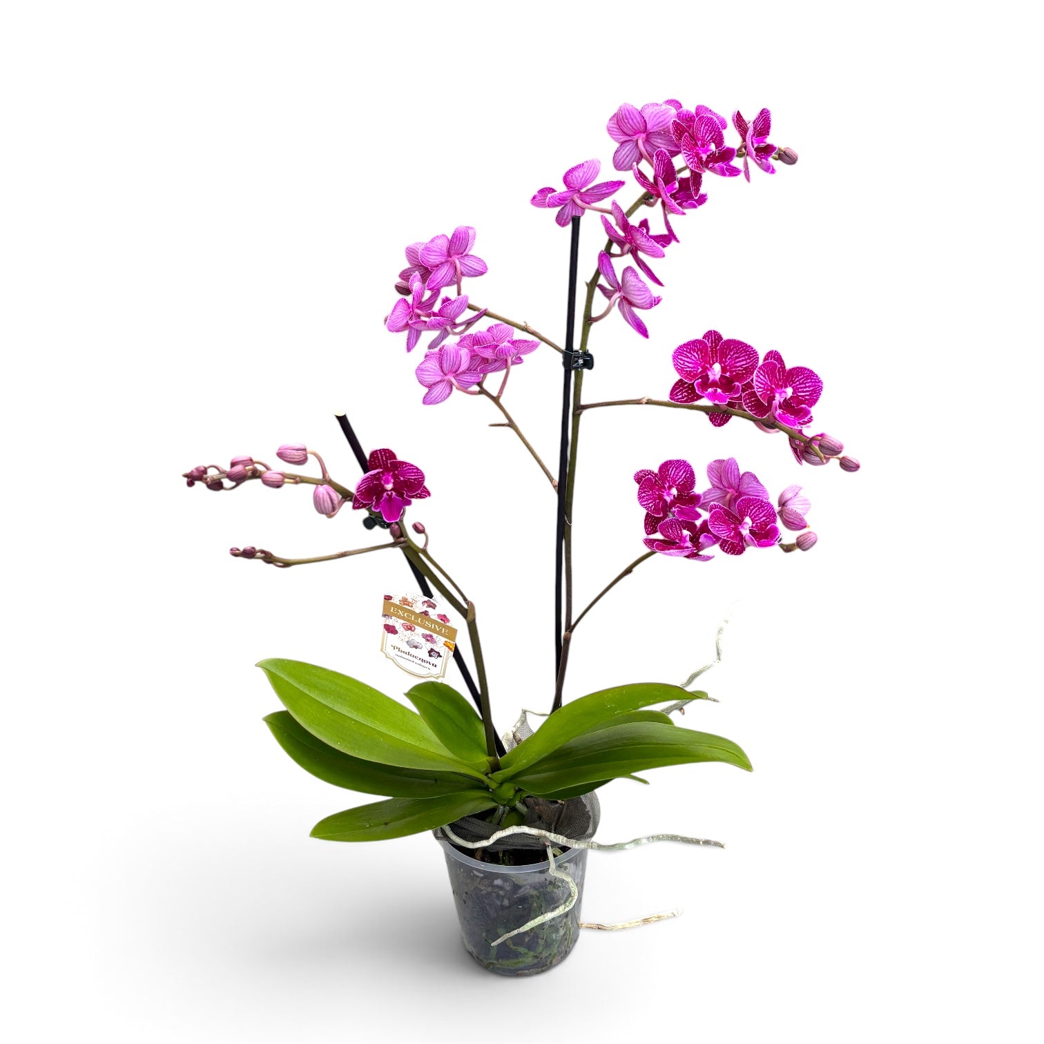 Phalaenopsis Special Purple big lip