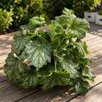 Heuchera 'Paris' XL – Purpurglöckchen mit silbernem Laub und rosa Blüten