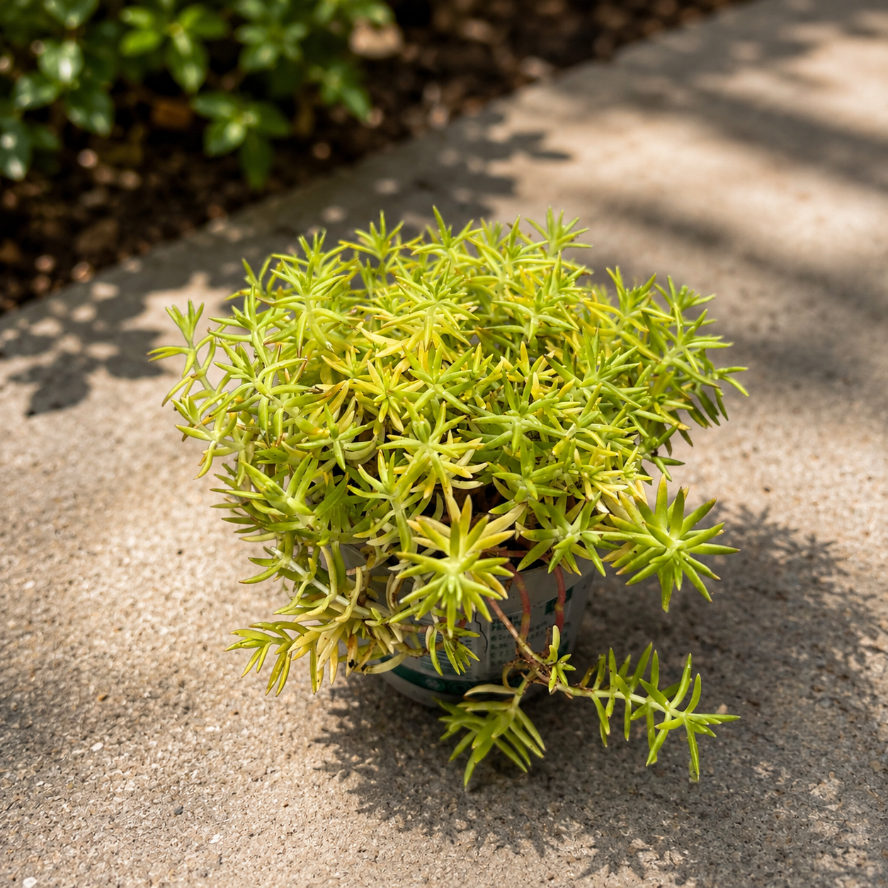 Sedum sediforme 'Kent Belle' - iarba grasa aurie pentru rocarii si gradini insorite