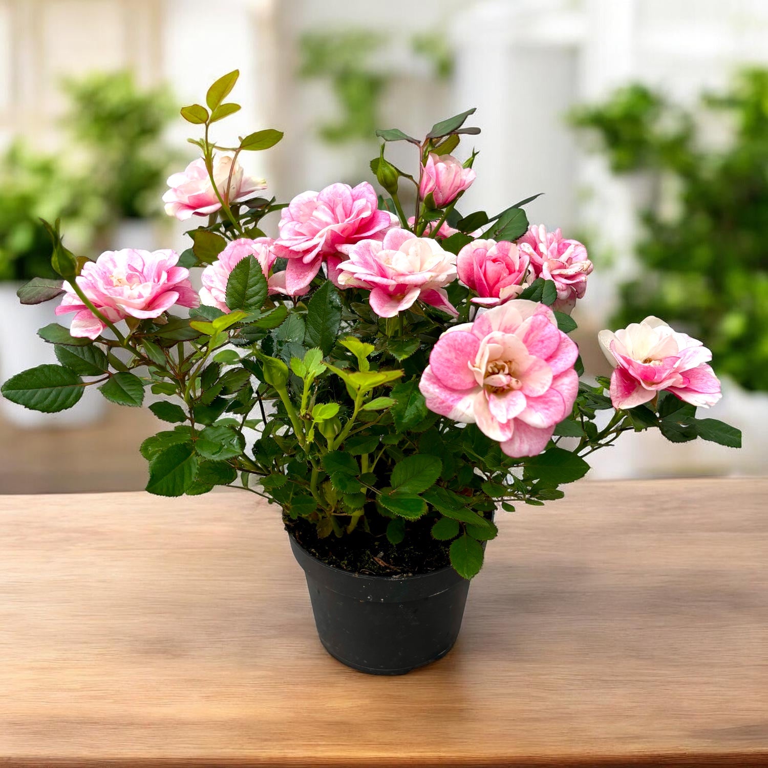 Trandafir pitic Rosa ‘Vieve’ (alb-roz bicolor)