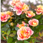 Rosa ‘Gosia’ - trandafir pitic bicolor, flori roz si crem