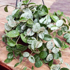 Hoya Mathilde 'Splash' - ejemplares desarrollados