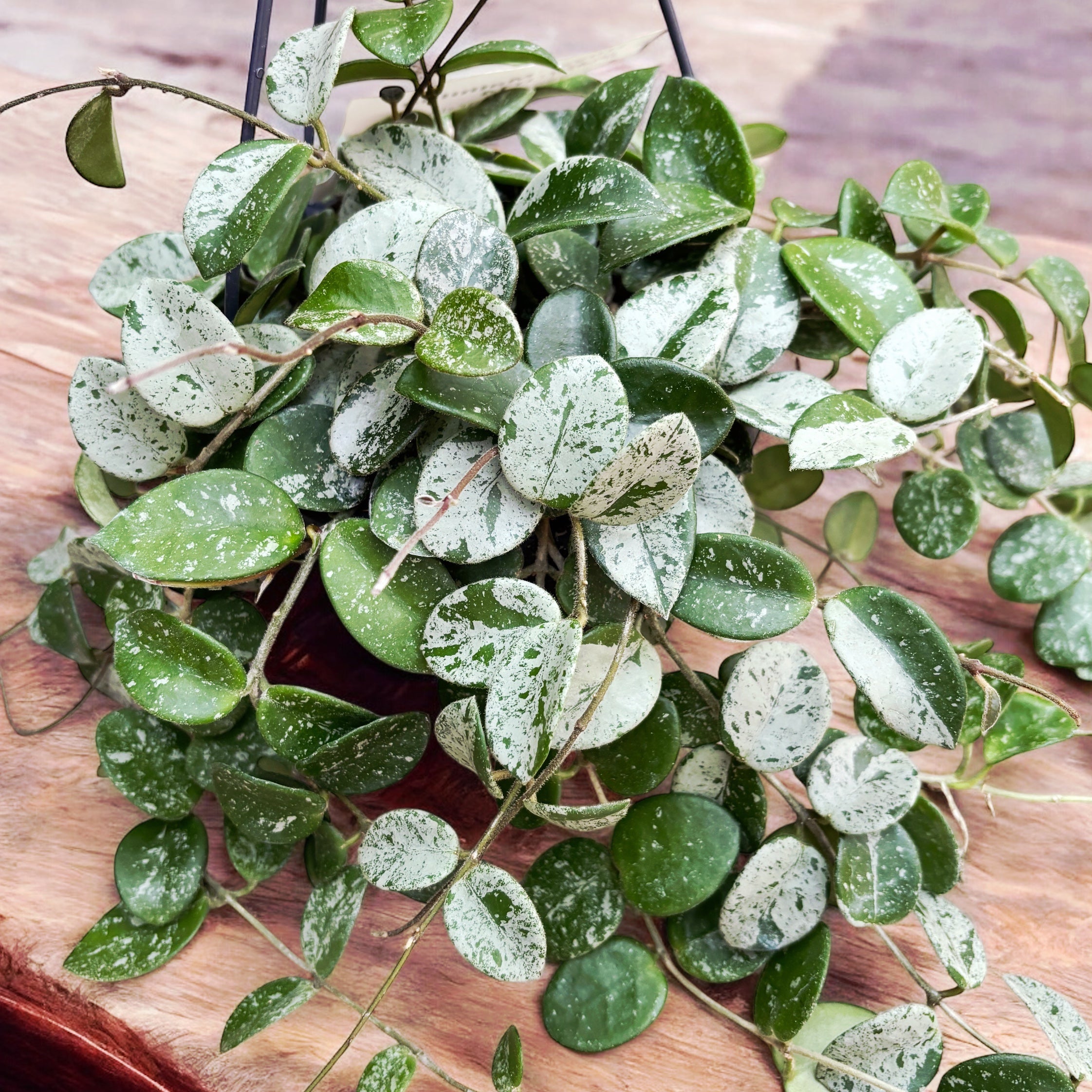 Hoya Mathilde 'Splash' - exemplare dezvoltate