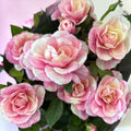 Trandafir pitic Rosa ‘Vieve’ (alb-roz bicolor)