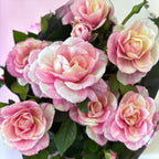 Trandafir pitic Rosa ‘Vieve’ (alb-roz bicolor)