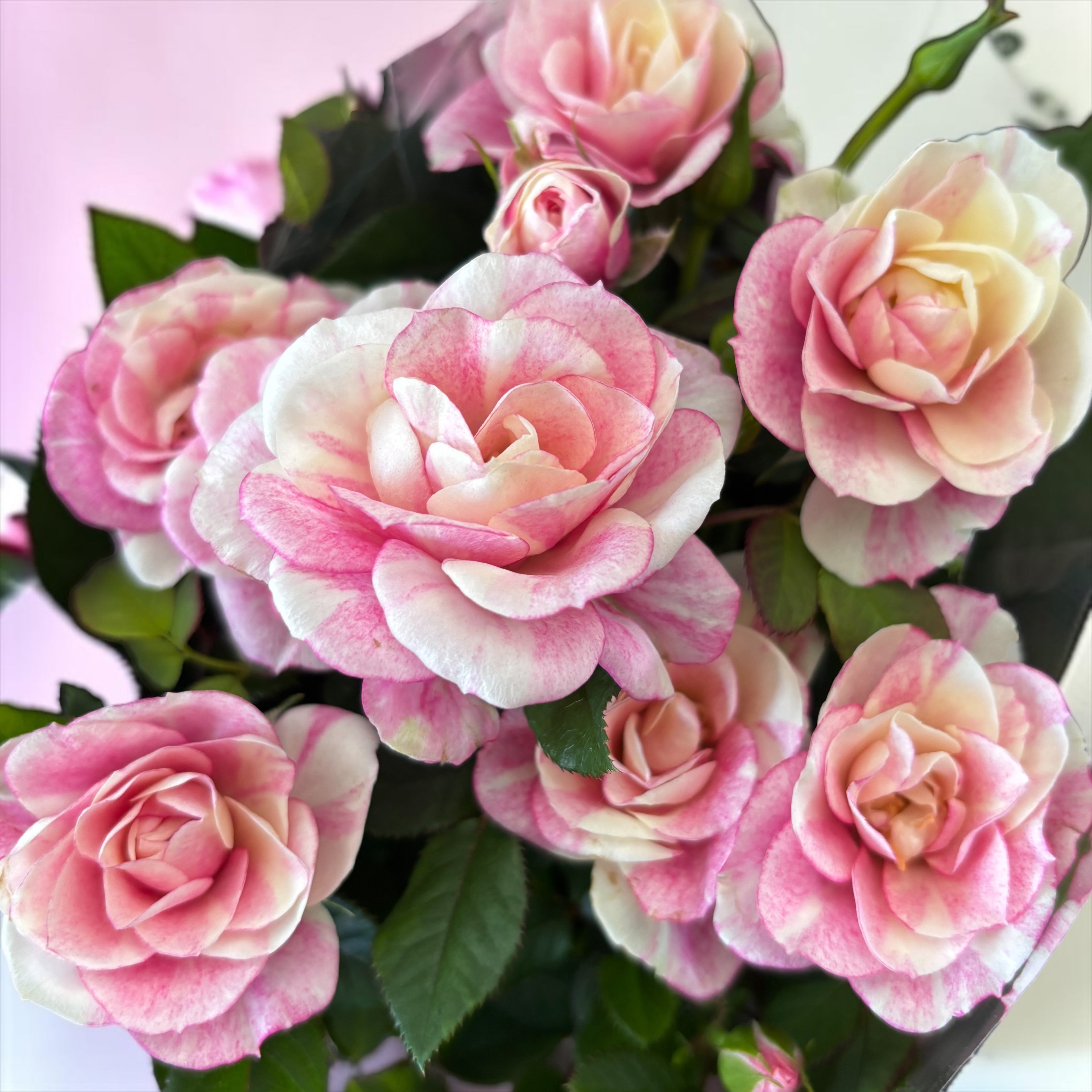 Trandafir pitic Rosa ‘Vieve’ (alb-roz bicolor)